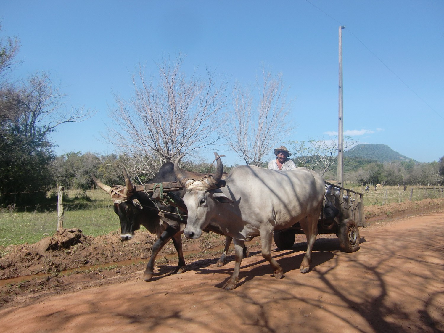 Oxen cart in the Yvytyruzu sanctuary